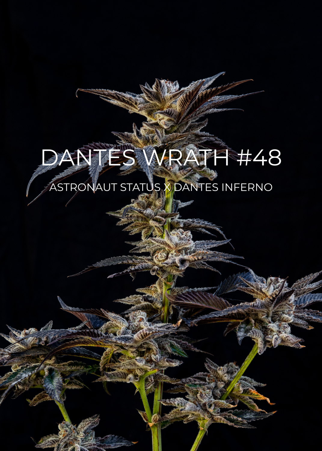 Dantes Wrath #48