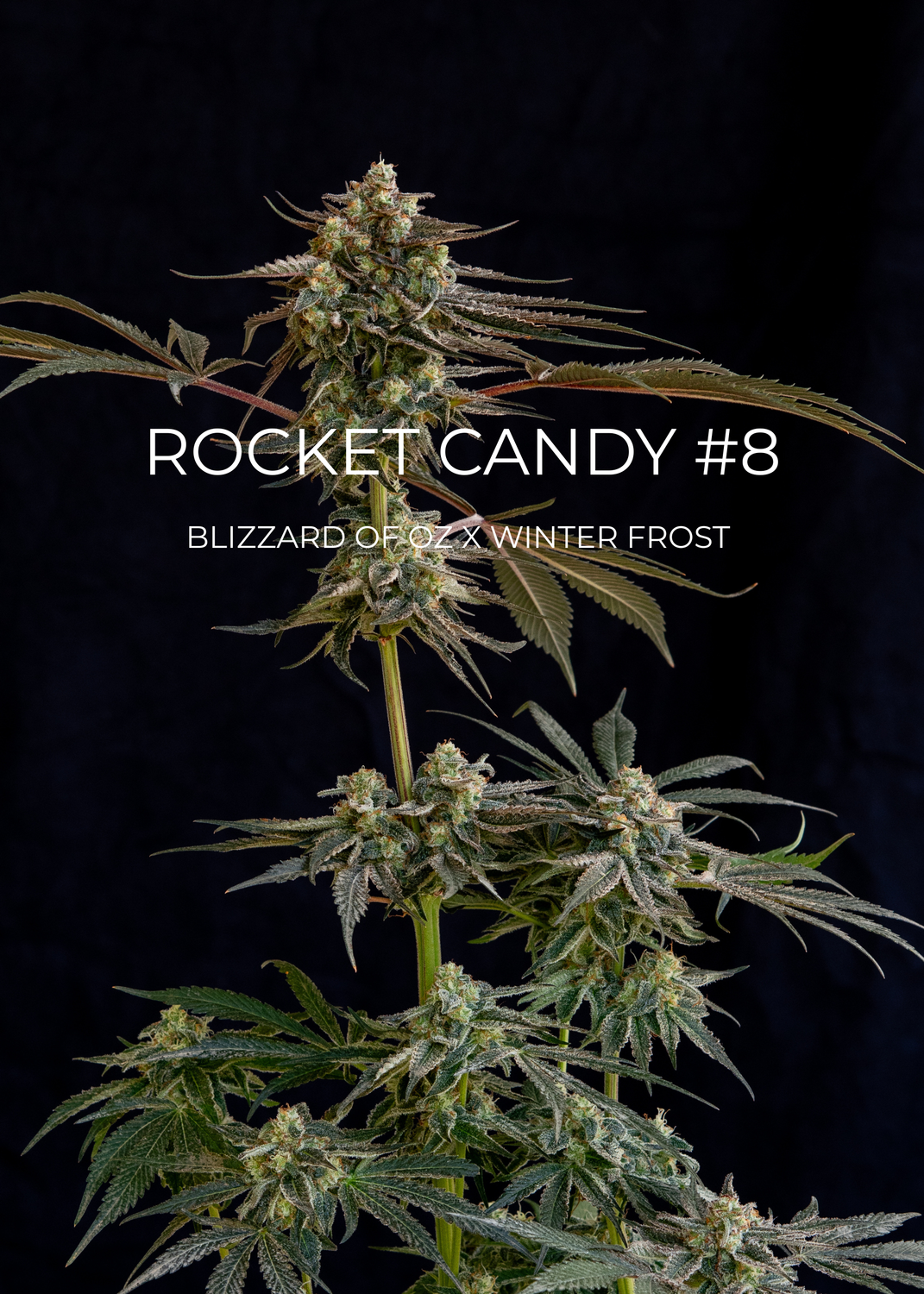 Rocket Candy #8