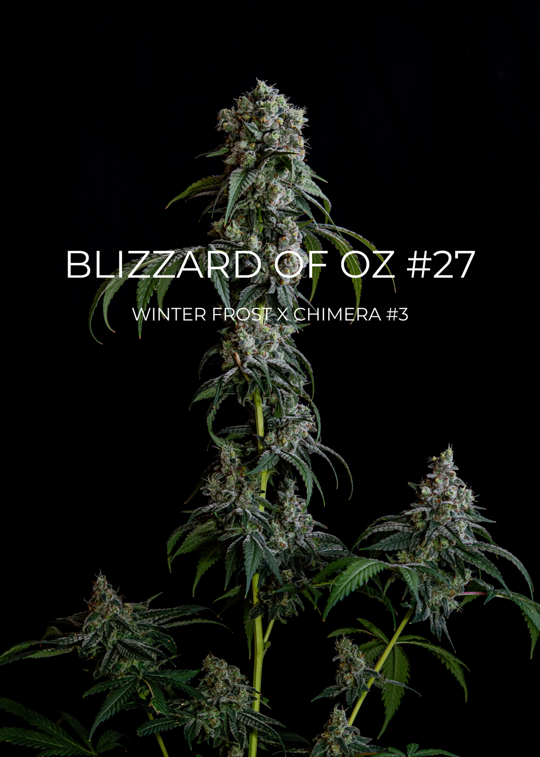 Blizzard of Oz #27