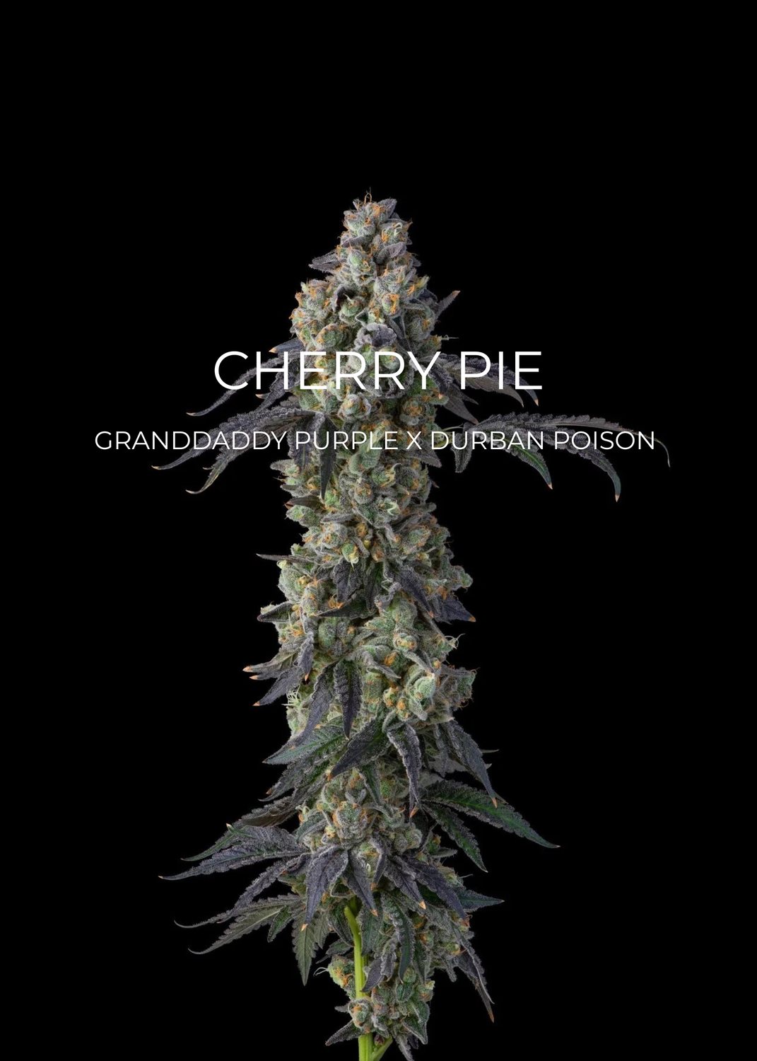 Cherry Pie